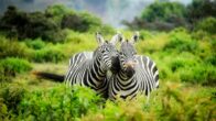 Cheapest .Africa Domain Names In South Africa